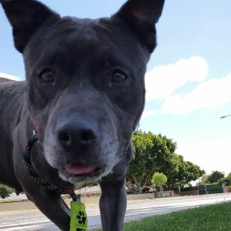 13015247_1707601502847509_2552379297783026816_n