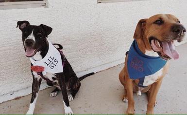 14102248_721609631311878_7607036658845252487_n