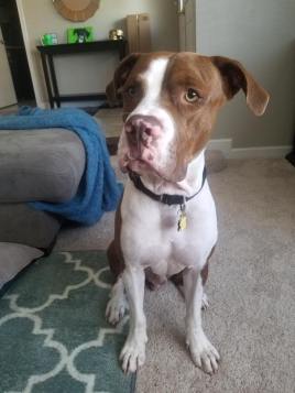 15726932_1814241692183489_6118394857194740512_n