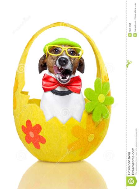 dog-colorful-easter-egg-23754261