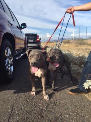 13241316_10206459390826198_684121687415166057_n