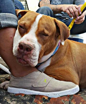 12513916_656290917843750_5805743143012050196_o