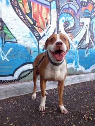 13230194_679827902156718_3103945328106022920_n