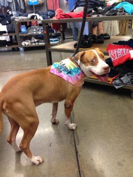 13256164_679827908823384_970991811306042682_n