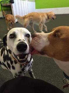 13876583_708567995949375_3551423168555968916_n