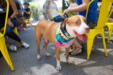 13938356_717681651704676_5159350297282257006_n