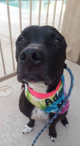 14732194_10153834120237064_3874845784300274496_n