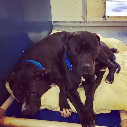 16587010_10154997399194153_7385412335314203794_o