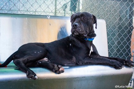 16587152_10212227733391210_8270114186698033143_o