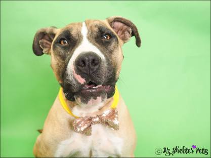 17814348_1505304396200841_2613228613306658961_o